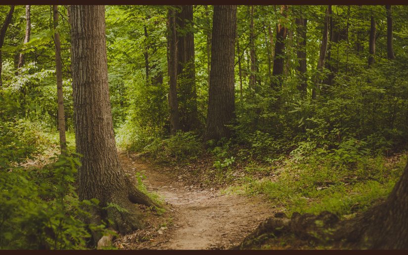 How Certification Systems Support the Forest and Wood Products Industry